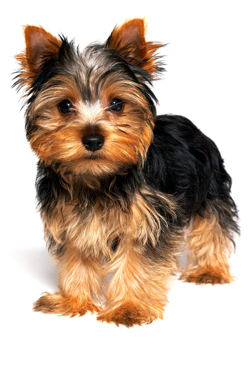 cachorro_yorkshire_terrier_3691_800x1200