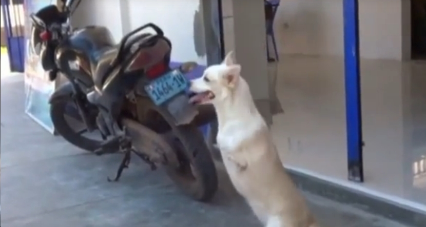 cane
